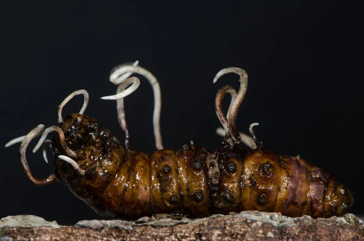 Hewan terinfeksi cordyceps