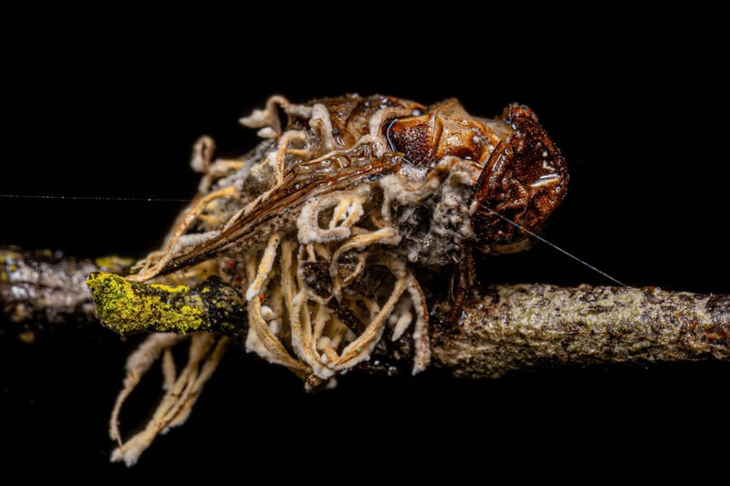Hewan terinfeksi cordyceps
