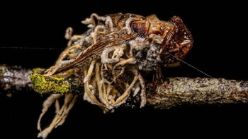 Cordyceps membunuh Calyptrate Fly dewasa.Foto: Twitter