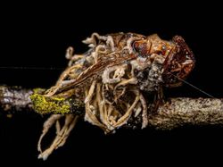 Seram dan Menakutkan! Foto Hewan Terinfeksi Jamur Zombie