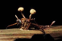 Hewan terinfeksi cordyceps