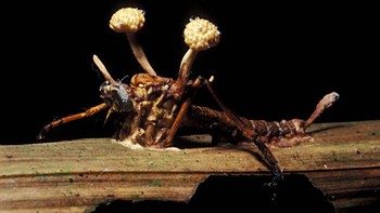 Cordyceps jamur parasit membunuh inang serangga di Peru. Foto: Twitter
