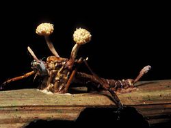 Seram dan Menakutkan! Foto Hewan Terinfeksi Jamur Zombie