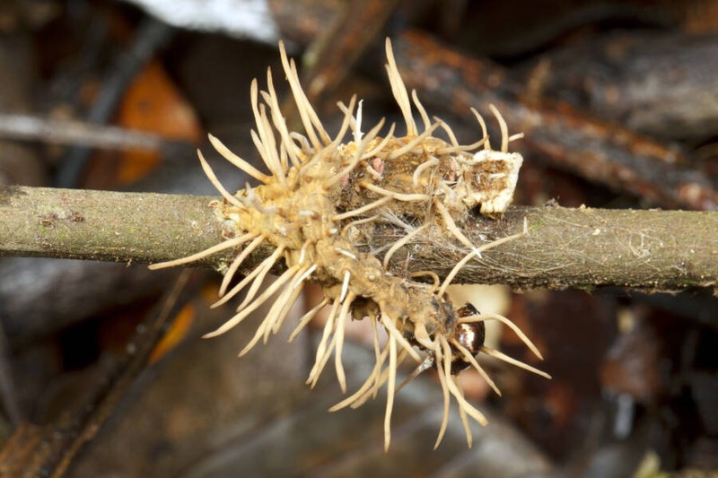 Hewan terinfeksi cordyceps