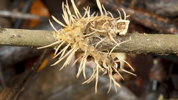 Jamur Cordyceps menginfeksi ulat di hutan hujan Ekuador. Foto: Twitter