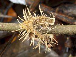 Seram dan Menakutkan! Foto Hewan Terinfeksi Jamur Zombie