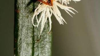 Cordyceps melahap seekor semut, tumbuh dari kerangka luarnya di berbagai wilayah. Foto: Twitter