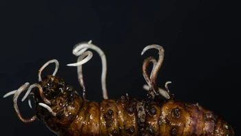 Kepala Cordyceps entomorrhiza yang belum berkembang dan subur muncul dari tubuh larva kumbang. Foto: Twitter