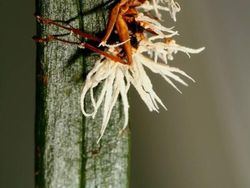 Seram dan Menakutkan! Foto Hewan Terinfeksi Jamur Zombie