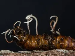 Seram dan Menakutkan! Foto Hewan Terinfeksi Jamur Zombie