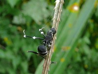 Hewan terinfeksi cordyceps