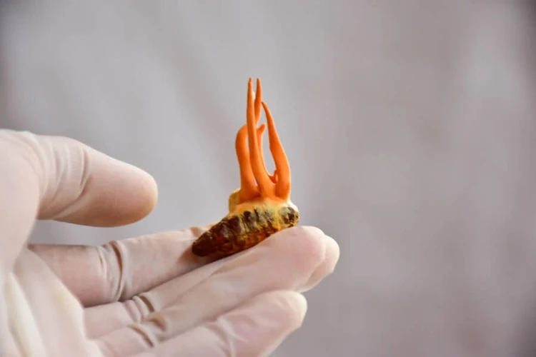 Hewan terinfeksi cordyceps