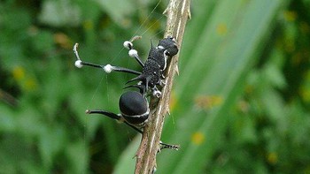 Seekor semut perampok yang terinfeksi cordyceps. Foto: Twitter