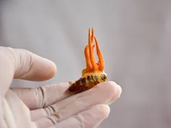 Seram dan Menakutkan! Foto Hewan Terinfeksi Jamur Zombie