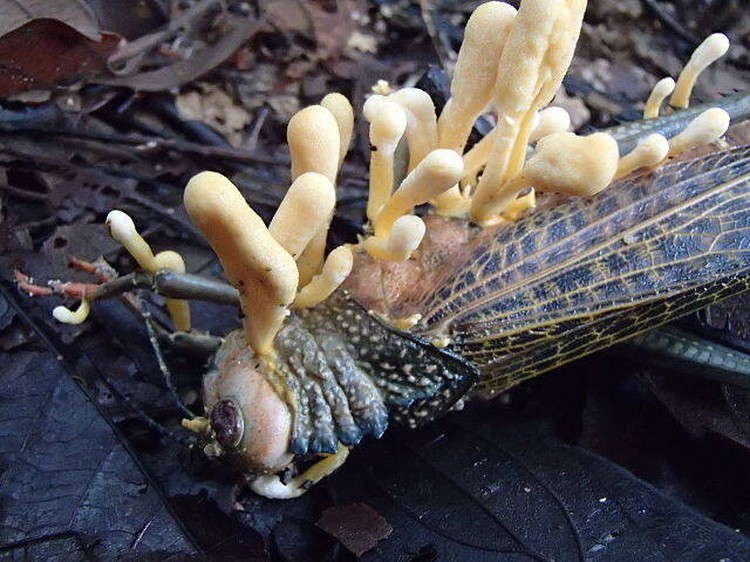 Hewan terinfeksi cordyceps