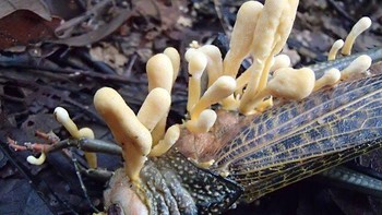 Cordyceps locustiphila , varian cordyceps yang menargetkan belalang. Foto: Twitter