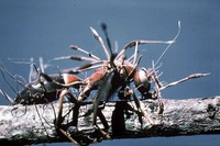 Hewan terinfeksi cordyceps