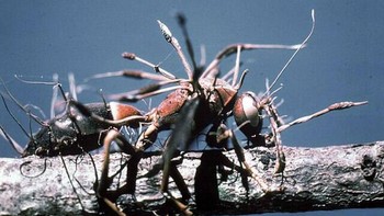 Tawon yang diparasit oleh cordyceps. Foto: Twitter