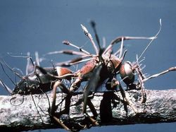 Seram dan Menakutkan! Foto Hewan Terinfeksi Jamur Zombie