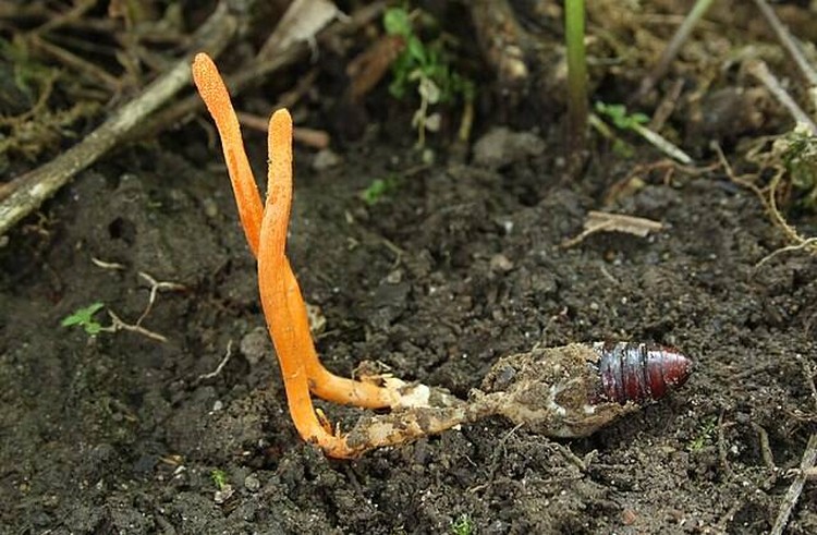 Hewan terinfeksi cordyceps
