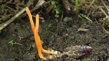 Cordyceps militaris , varian cordyceps oranye-merah yang tumbuh dari kepompong bawah tanah. Foto: Twitter