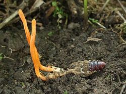 Seram dan Menakutkan! Foto Hewan Terinfeksi Jamur Zombie