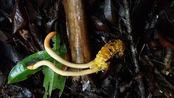 Ophiocordyceps sinensis tumbuh dari kulit ulat. Foto: Twitter
