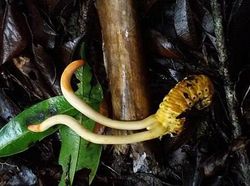 Seram dan Menakutkan! Foto Hewan Terinfeksi Jamur Zombie