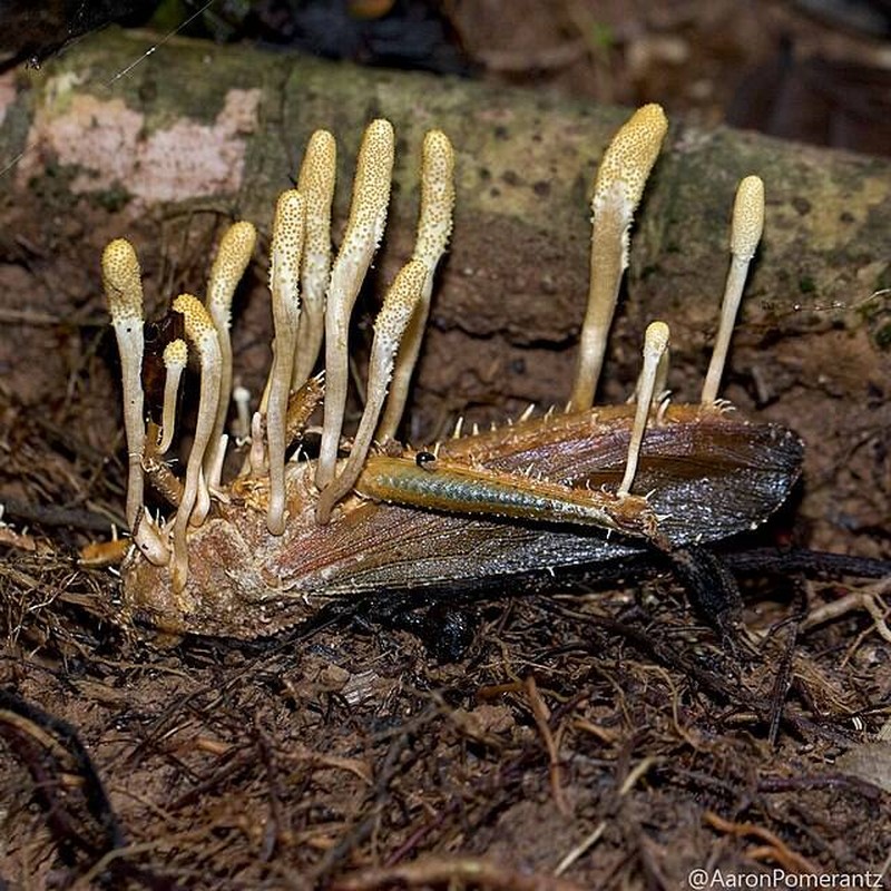 Hewan terinfeksi cordyceps