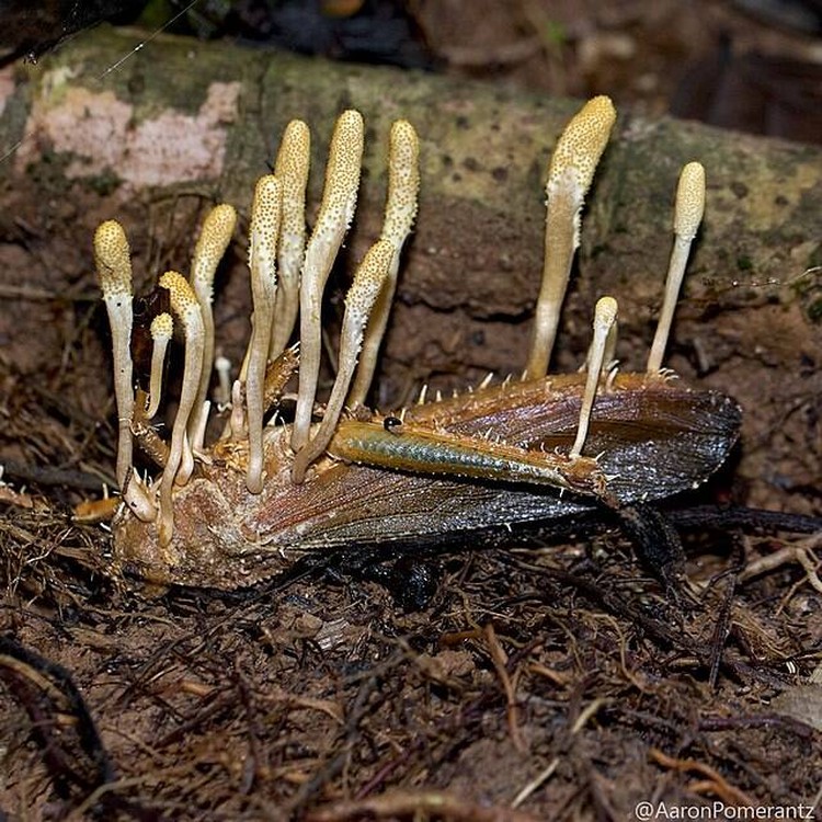 Hewan terinfeksi cordyceps Hewan terinfeksi cordyceps