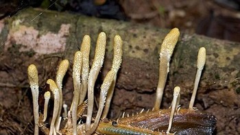Cordyceps memenuhi tubuh belalang. Foto: Twitter