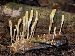 Seram dan Menakutkan! Foto Hewan Terinfeksi Jamur Zombie