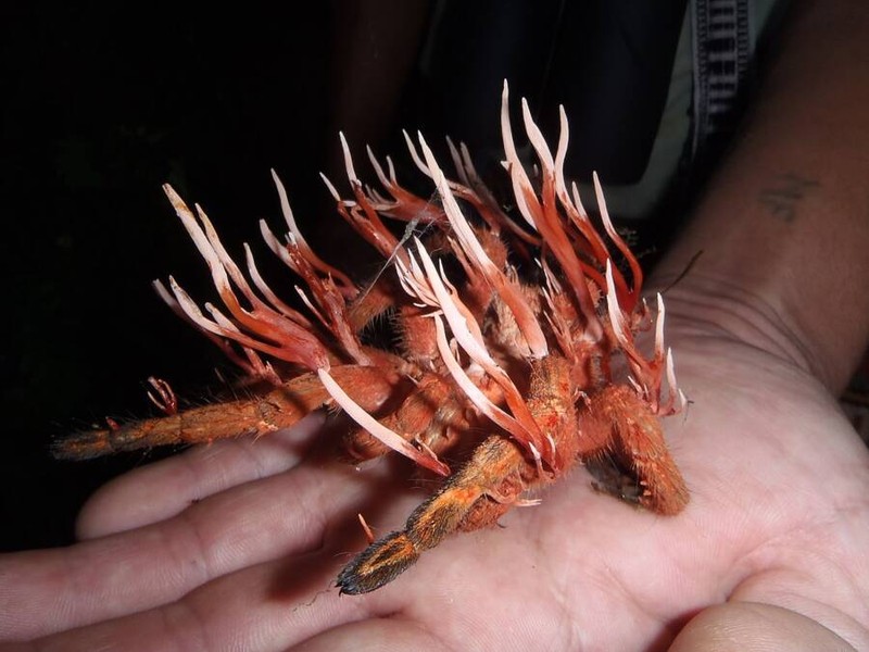 Hewan terinfeksi cordyceps