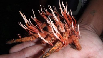 Seekor tarantula yang terinfeksi cordyceps. Foto: Twitter