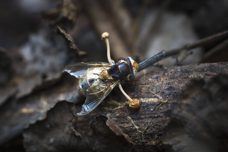 Hewan terinfeksi cordyceps