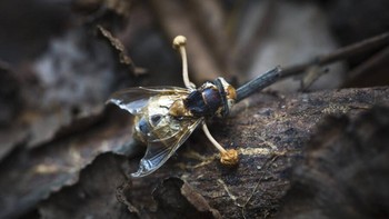 Serangga yang diparasit oleh jamur Cordyceps di hutan hujan Ma Da di Vietnam. Foto: Twitter  