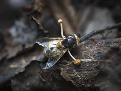 Seram dan Menakutkan! Foto Hewan Terinfeksi Jamur Zombie
