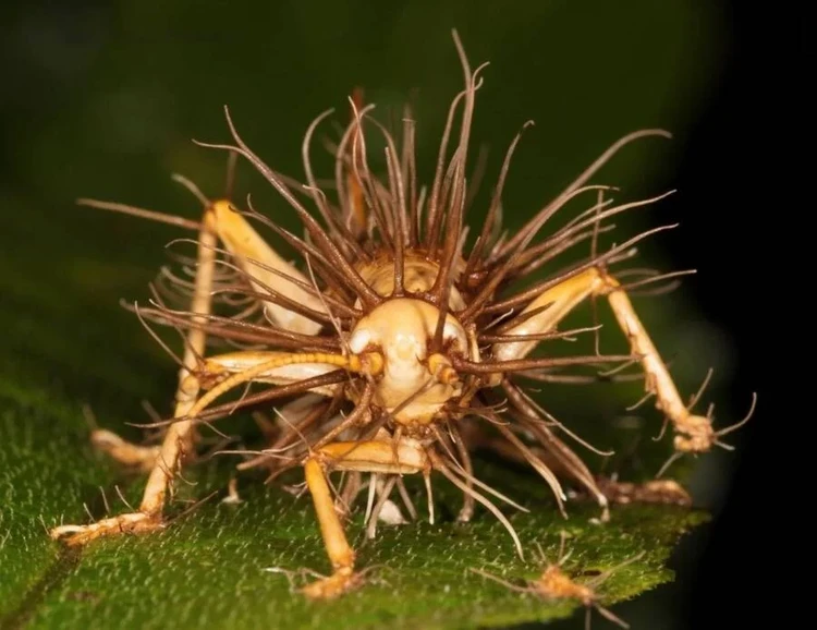 Hewan terinfeksi cordyceps