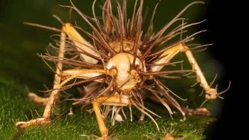 Seekor belalang yang terinfeksi cordyceps. Foto: Twitter