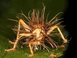 Seram dan Menakutkan! Foto Hewan Terinfeksi Jamur Zombie