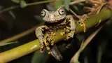 Ditemukan Spesies Katak Baru Bak dari Dunia Fantasi The Lord of The Rings