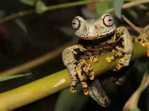 Ditemukan Spesies Katak Baru Bak dari Dunia Fantasi The Lord of The Rings