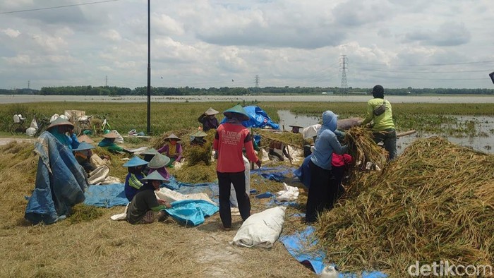 Petani di Desa Pucangarum, Baureno melakukan panen paksa lahan sawah yang mulai terendam banjir.
