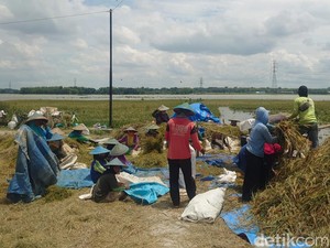 Sawah Terendam Banjir Paksa Petani Bojonegoro Panen Dini