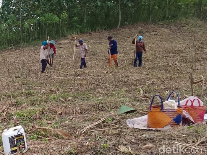 Petani hutan di lahan garapannya di Desa Ngraho, Kecamatan Kedungtuban Kabupaten Blora, Sabtu (18/2/2023).
