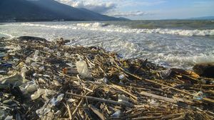 Miris, Pantai Teluk Palu Dipenuhi Sampah hingga Ubur-ubur