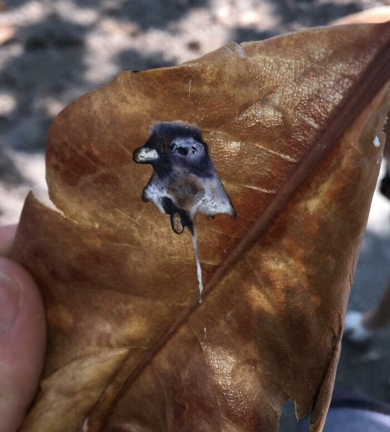 Seni yang tak sengaja