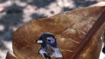 Potret burung dara di atas daun. Foto: Boredpanda