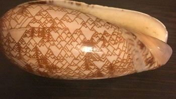 Cangkang alami yang terlihat seseorang membuat sketsa pengunungan. Foto: Boredpanda