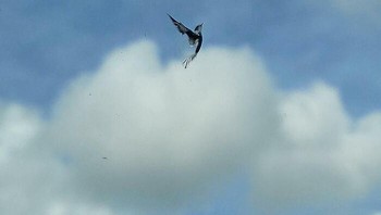Ini bukan lukisan burung terbang tetapi retakan kaca mobil karena lemparan batu. Foto: Boredpanda